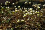 Erophila verna. Группа цветущих растений. Новгородская обл., г. Боровичи, Бобровские горы, песчаная поляна у обрыва к правому берегу р. Мста. 29.04.2015.