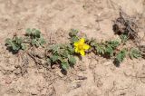 Potentilla moorcroftii