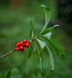 Daphne mezereum. Часть ветви с плодами. Пермский край, Суксунский р-н, с. Ключи, сосновый бор. 18.07.2015.