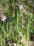 Cardamine pratensis