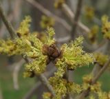 Fraxinus pennsylvanica. Верхушка побега с раскрывающимися женскими соцветиями. Восточный Казахстан, г. Усть-Каменогорск, улицы города. 26.04.2015.