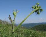 Pastinaca pimpinellifolia. Верхушка побега с соцветием и развивающимся пазушным соцветием. Краснодарский край, м/о г. Геленджик, хр. Маркотх, гора Мухины Поляны, ≈ 630 м н.у.м., горный луг. 21.05.2015.