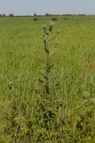 Echinops sphaerocephalus