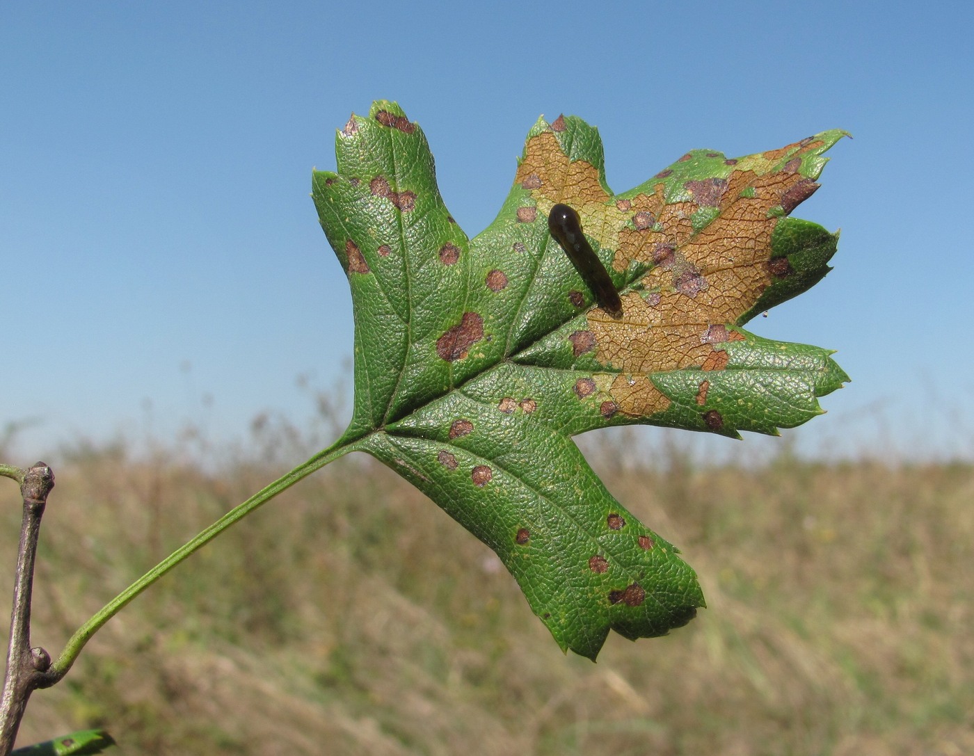 Image of Crataegus pentagyna specimen.