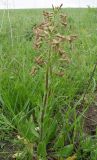 Hesperis tristis