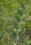 Astragalus pallescens