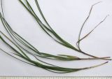 Carex divulsa