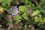 Veronica hederifolia. Верхушка цветущего побега. Нидерланды, провинция Gelderland, община Brummen, Cortenoever, сорное в посевах зерновых. 24 апреля 2010 г.