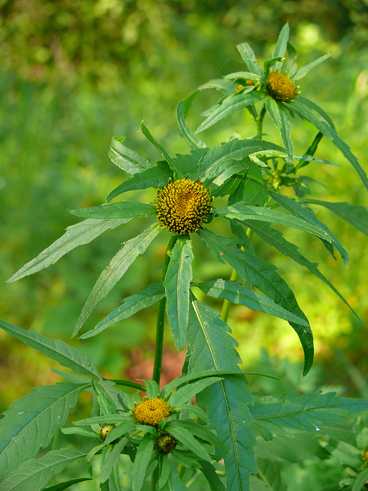 Изображение особи Bidens radiata.