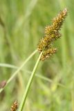 Carex vulpina