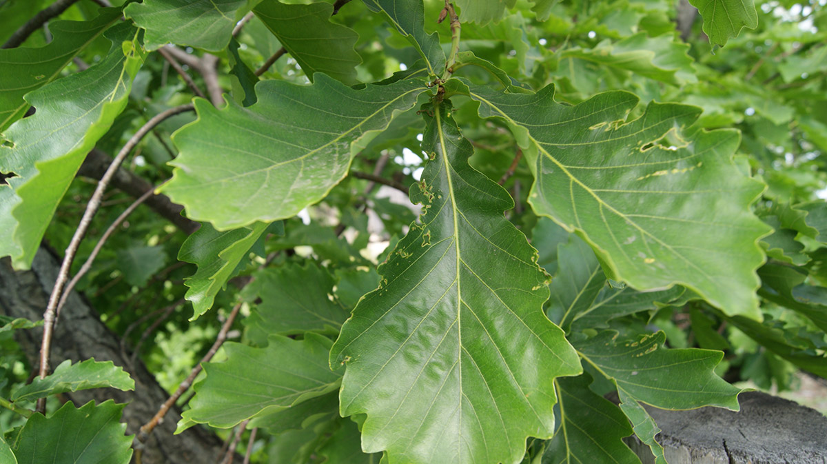 Изображение особи Quercus mongolica.