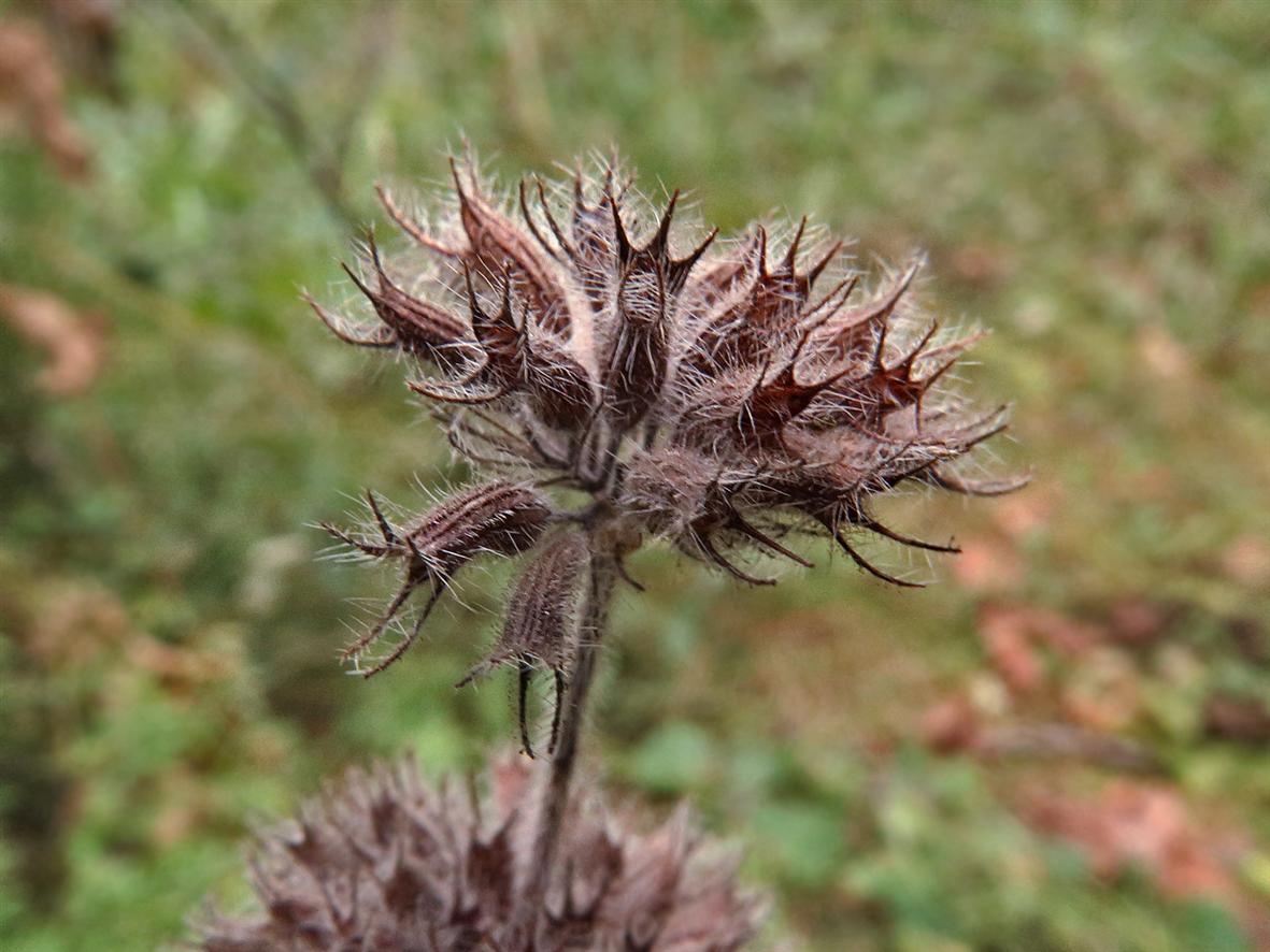 Изображение особи Clinopodium vulgare.