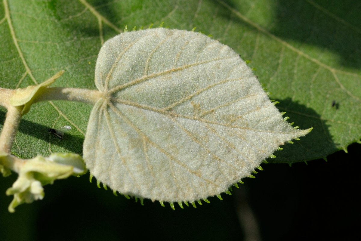 Изображение особи Tilia mandshurica.