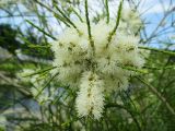 Melaleuca irbyana