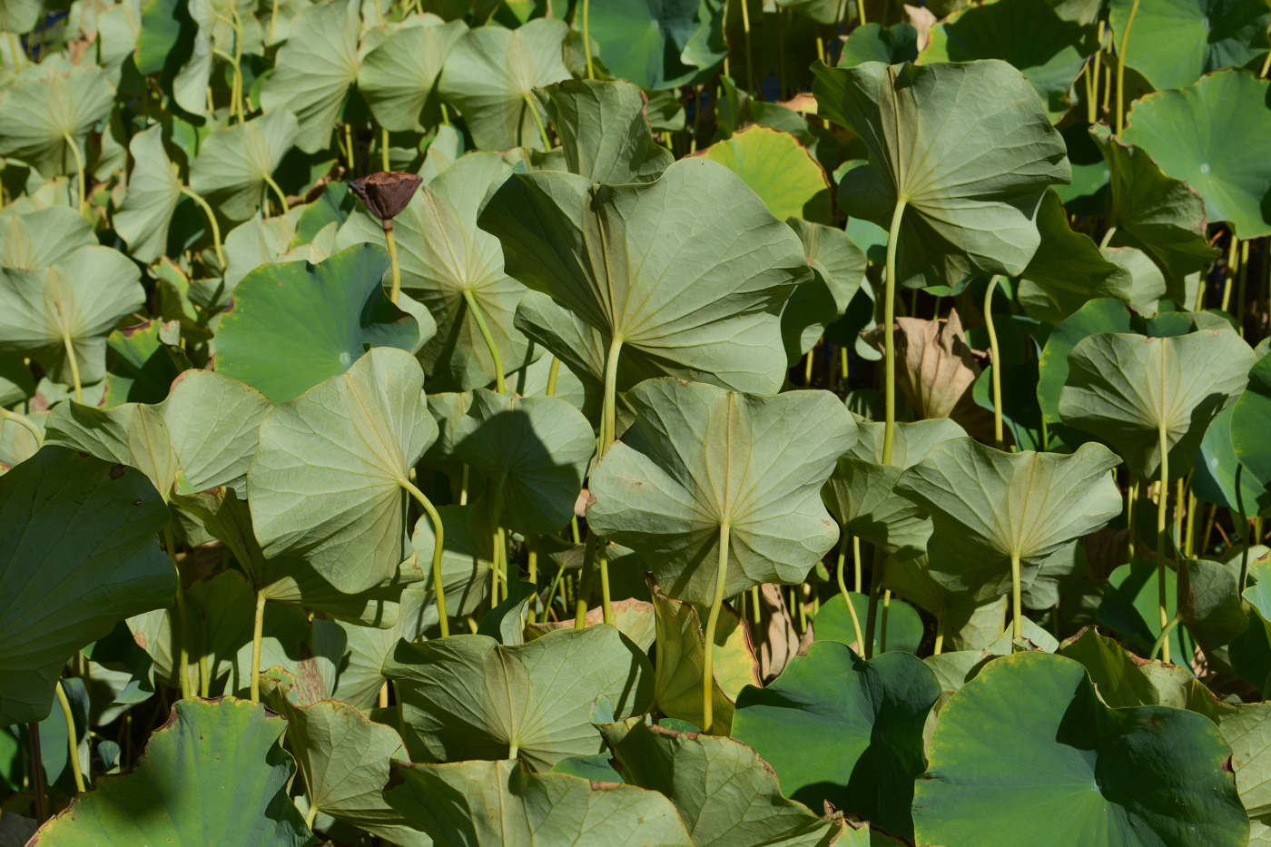 Изображение особи Nelumbo nucifera.