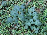 Thalictrum aquilegiifolium