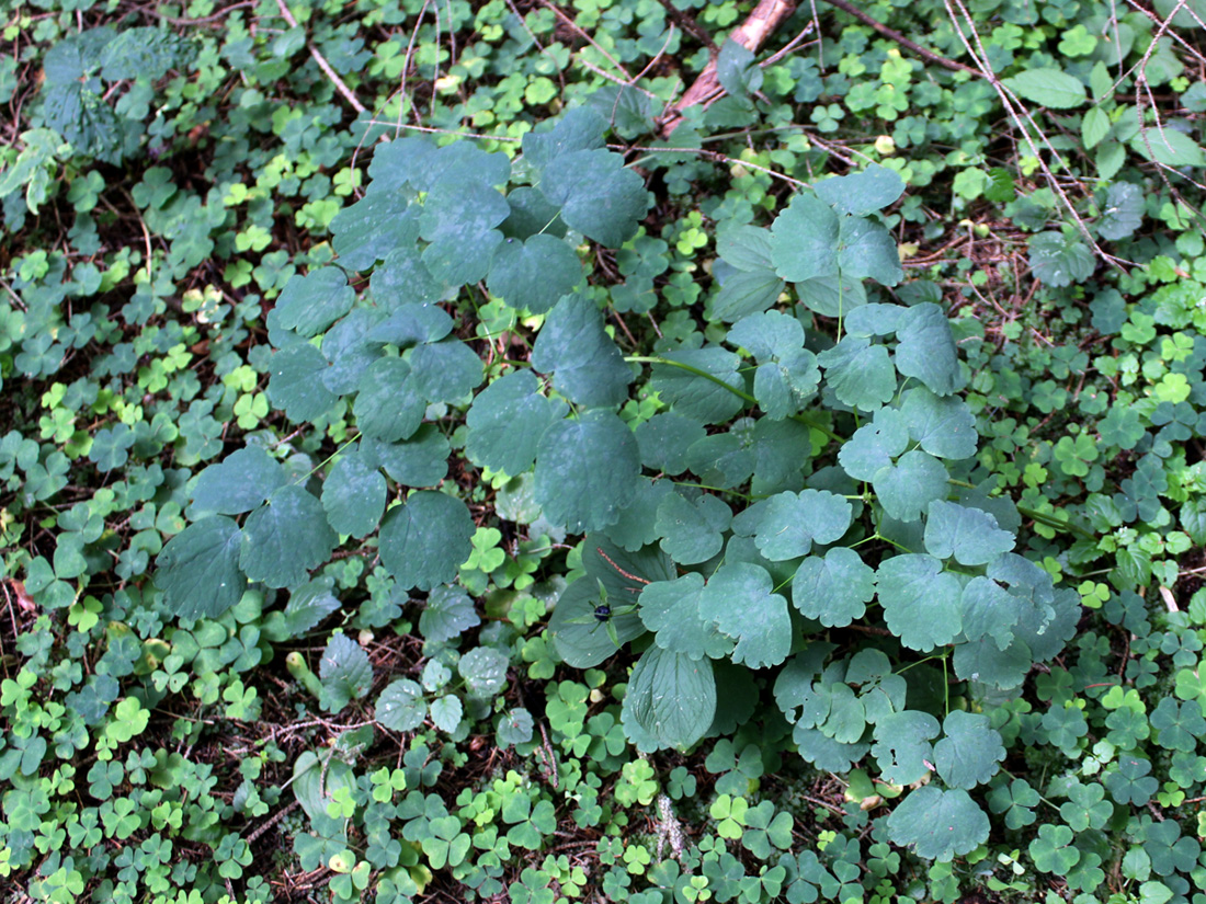Image of Thalictrum aquilegiifolium specimen.