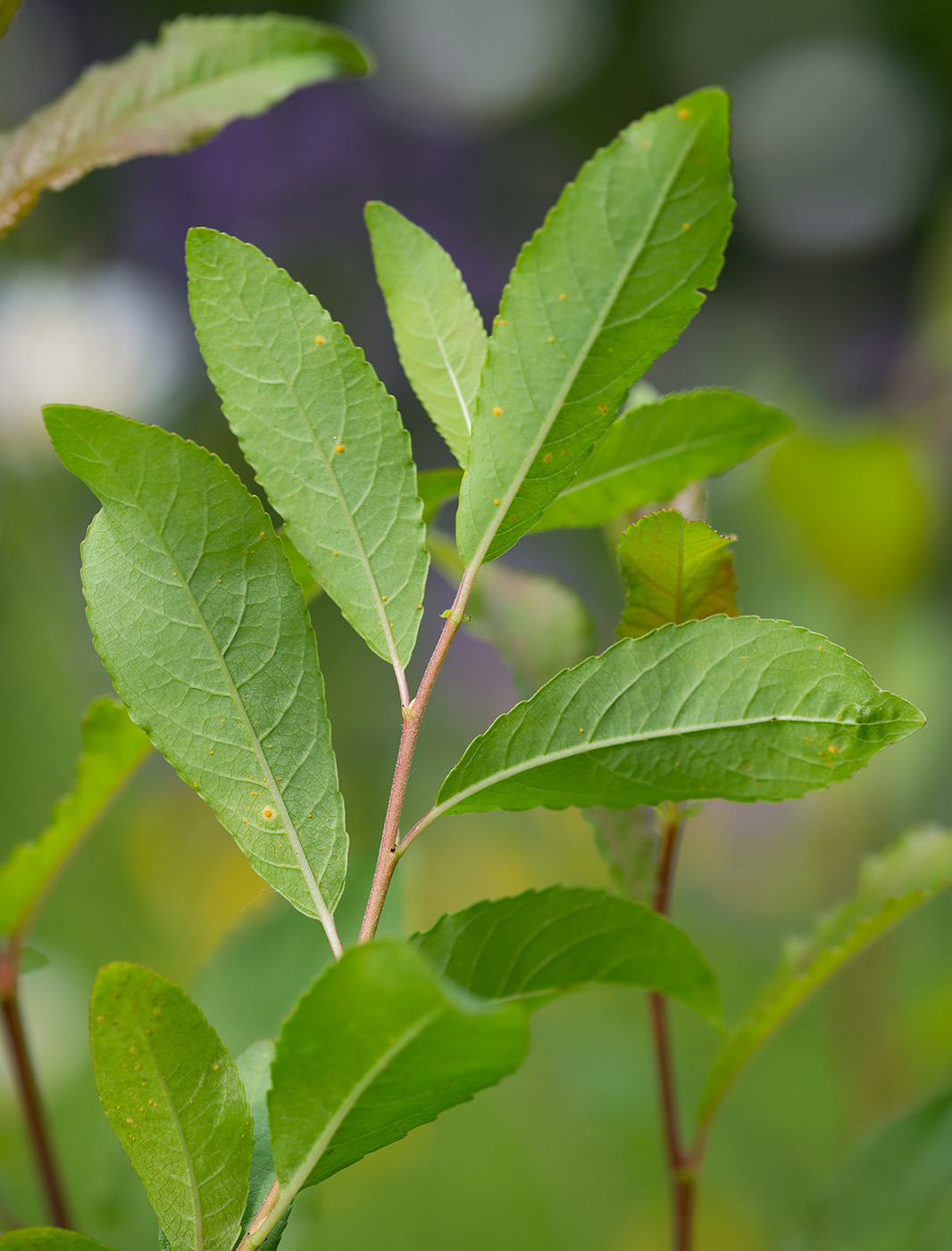 Изображение особи Salix myrsinifolia.