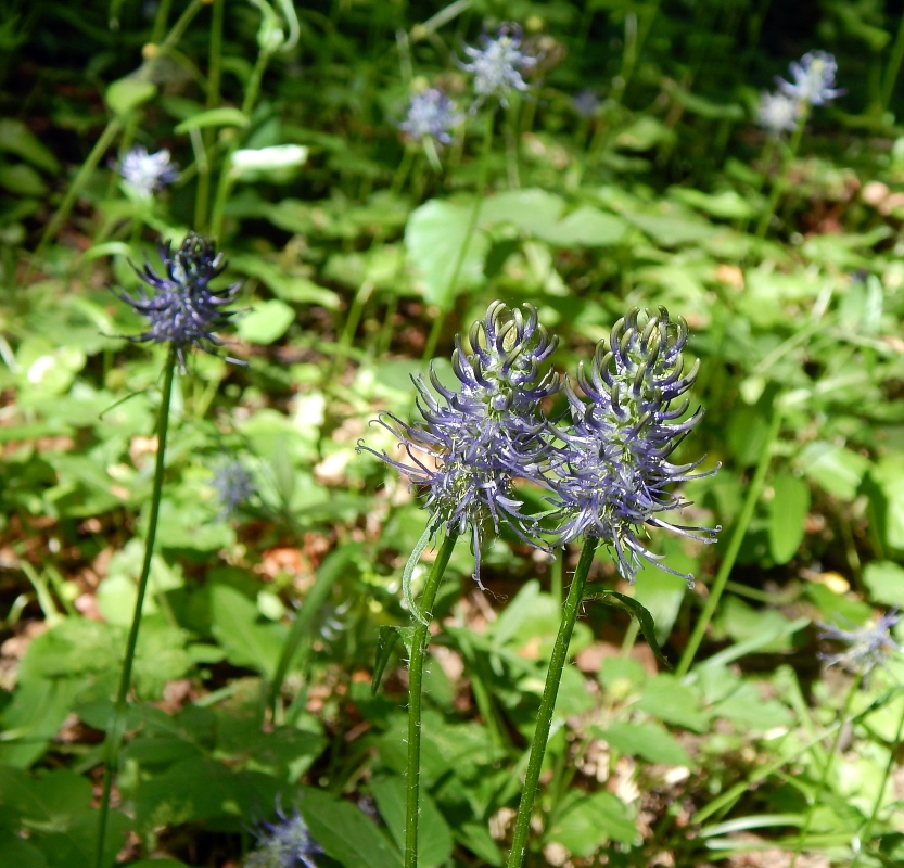 Изображение особи Phyteuma spicatum ssp. coeruleum.