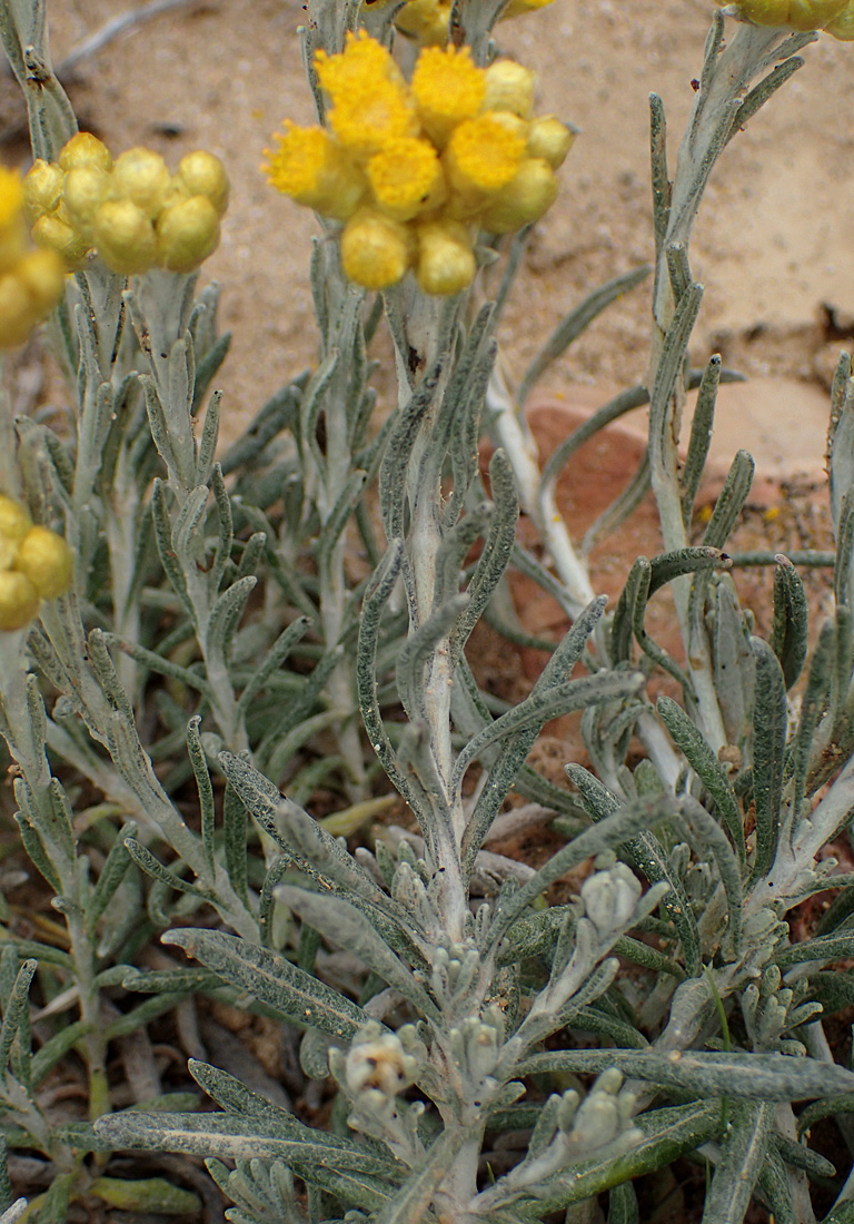 Изображение особи Helichrysum stoechas ssp. barrelieri.