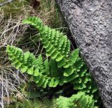 Dryopteris fragrans. Вайи. Магаданская обл., окр. г. Магадан, побережье бухты Нагаева, Морпортовская сопка, курумник. 16.06.2017.