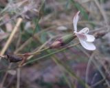 Dianthus atschurensis. Верхушка цветущего растения. Грузия, край Самцхе-Джавахети, Аспиндзский муниципалитет, восточный склон Эрушетского нагорья, ≈ 1550 м н.у.м., обочина дороги. 11.10.2018.