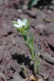 Cerastium inflatum