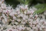 Eupatorium cannabinum