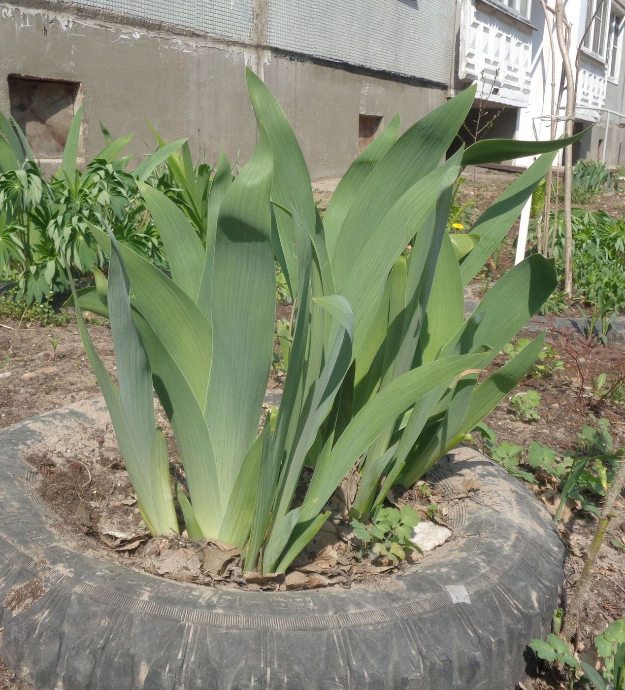 Изображение особи Iris &times; hybrida.