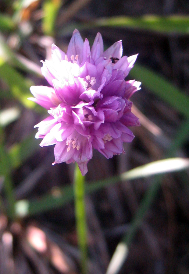 Image of Allium schoenoprasoides specimen.