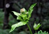 Cirsium oleraceum. Верхушка побега с соцветиями. Челябинская обл., Златоустовский гор. округ, хребет Большой Таганай, Двуглавая сопка, ≈ 600 м н.у.м., опушка смешанного леса. 06.08.2019.