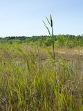 Typha latifolia