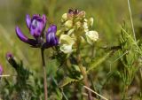 Pedicularis lapponica