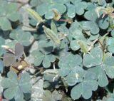 род Oxalis