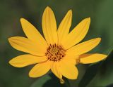 Helianthus tuberosus. Соцветие. Приморский край, г. Владивосток, пустырь. 01.10.2020.