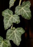 Hedera helix