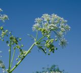 Anthriscus sylvestris