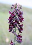 Delphinium puniceum