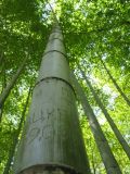 Phyllostachys pubescens