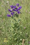 Campanula latifolia