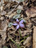 Cyclamen coum. Цветок (вид со стороны цветоножки). Краснодарский край, городской округ Сочи, Хостинский р-н, гора Бытха, широколиственный лес. 24.01.2024.