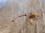 Alnus kolaensis