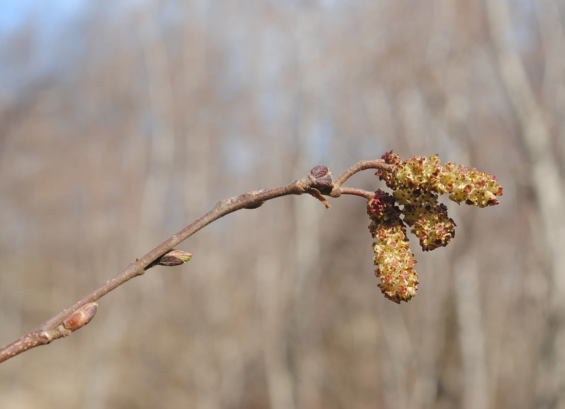 Изображение особи Alnus kolaensis.