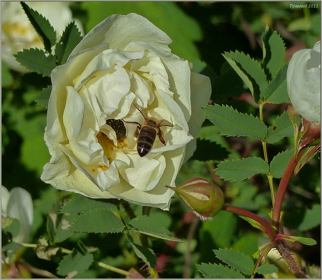 Изображение особи Rosa spinosissima.