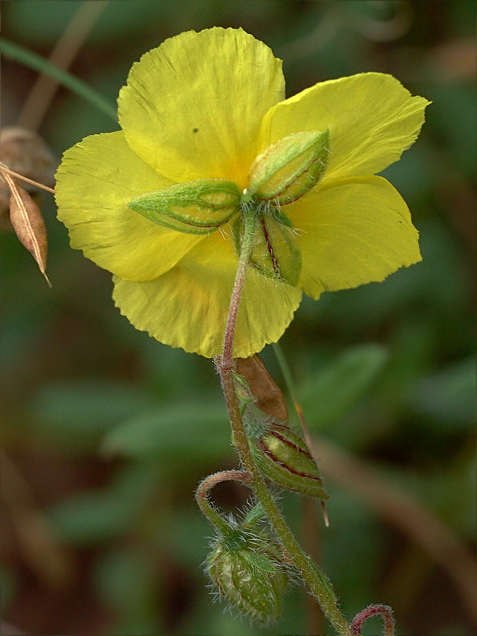 Image of Helianthemum grandiflorum specimen.