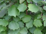 Corylus mandshurica. Листья. Хабаровский край, Ванинский р-н, с. Кенада. 02.08.2011.