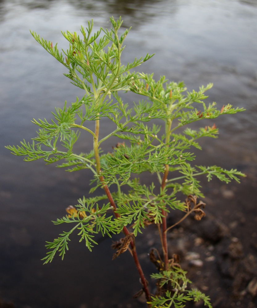 Изображение особи Artemisia abrotanum.