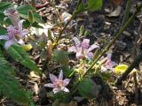 Tricyrtis hirta