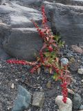 Blitum virgatum. Плодоносящее растение на берегу горной реки. Кабардино-Балкария, Зольский р-н, долина Джилы-Су. 27.07.2012.