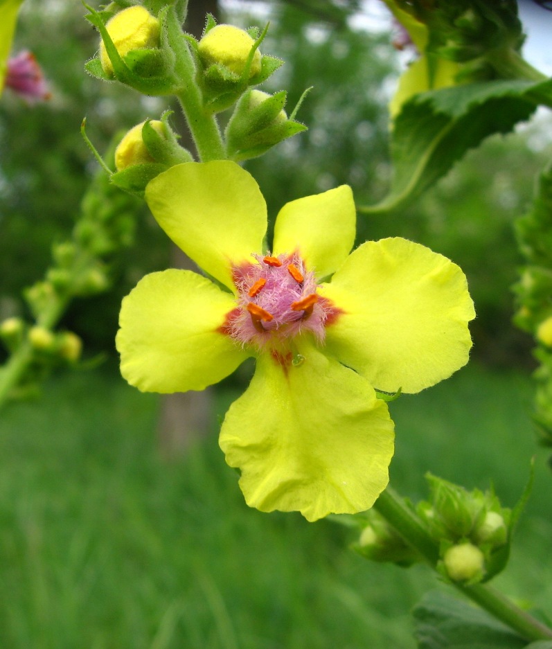 Изображение особи Verbascum laxum.